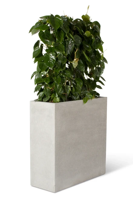 260804 STY W G philodendron 1497