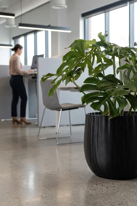 260804 echo blossom monsteraplant office ambient 1497