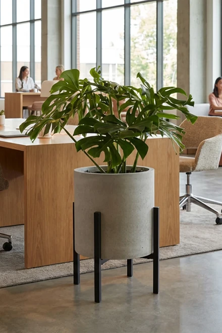 260804 planter stand style cilindro philodendron ambient 1497