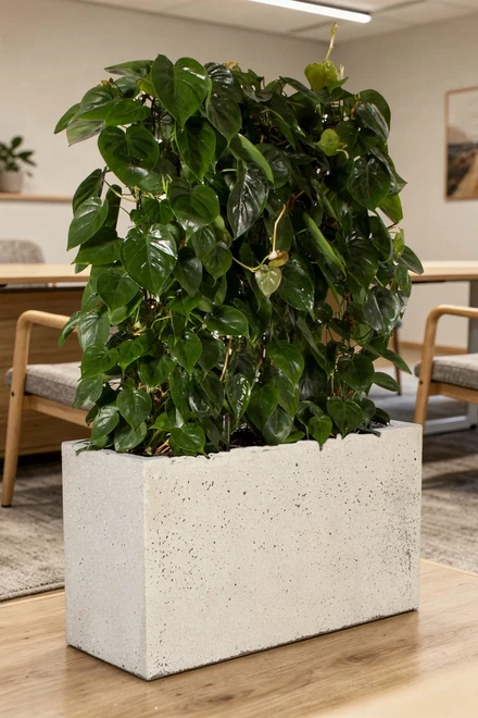260804 structure divi 2 philodendron divider 2000 1497