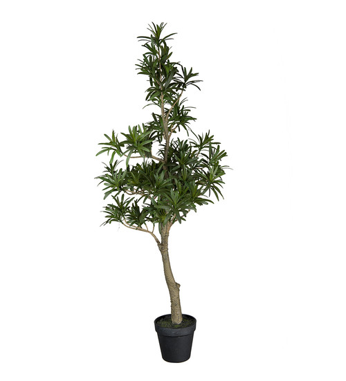 Podocarpus 95cm image