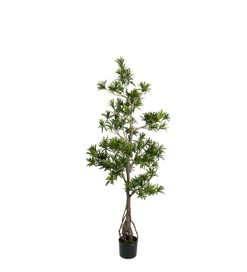 Podocarpus 150cm image