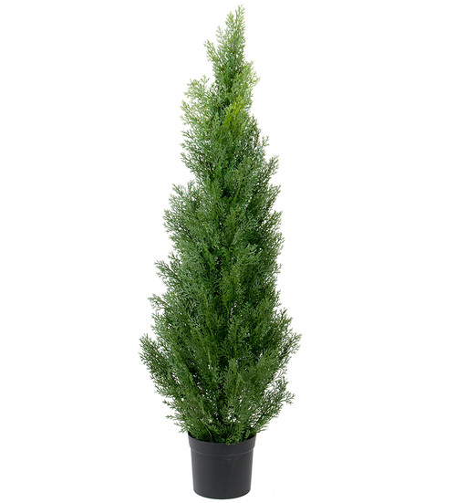 Cypress 120cm image