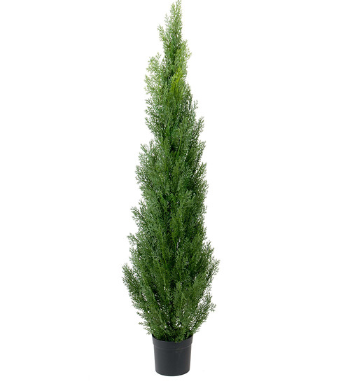 Cypress 180cm image