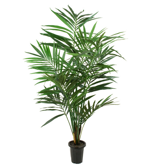 Kentia Palm 120cm image