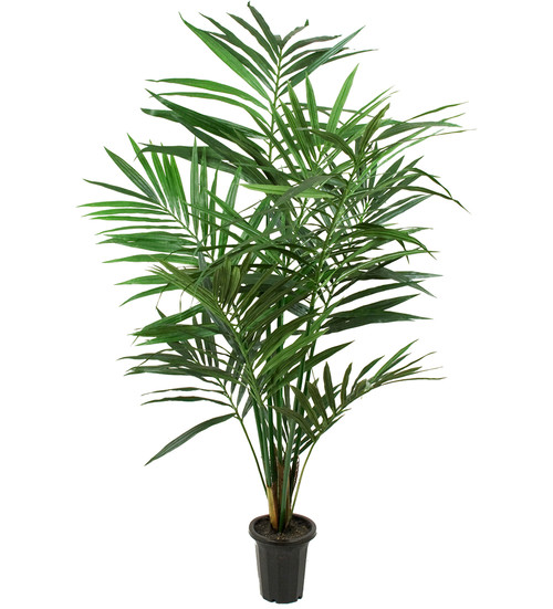 Kentia Palm 150cm image