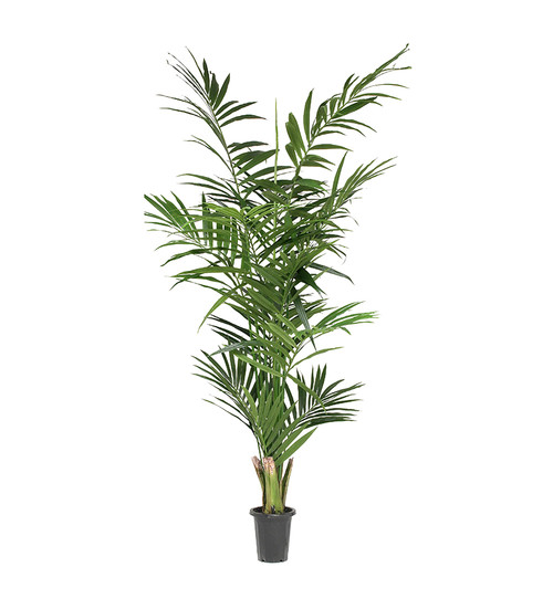 Kentia Palm 240cm image