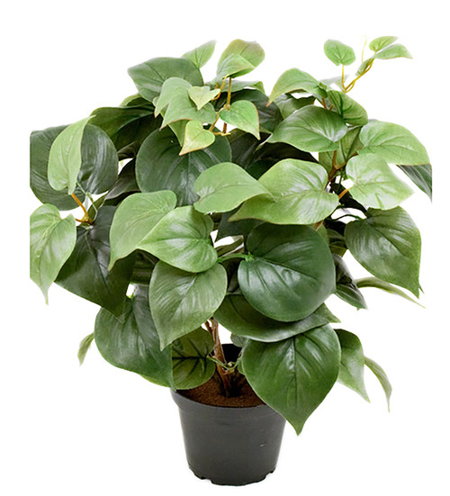 Philodendron 35 cm image