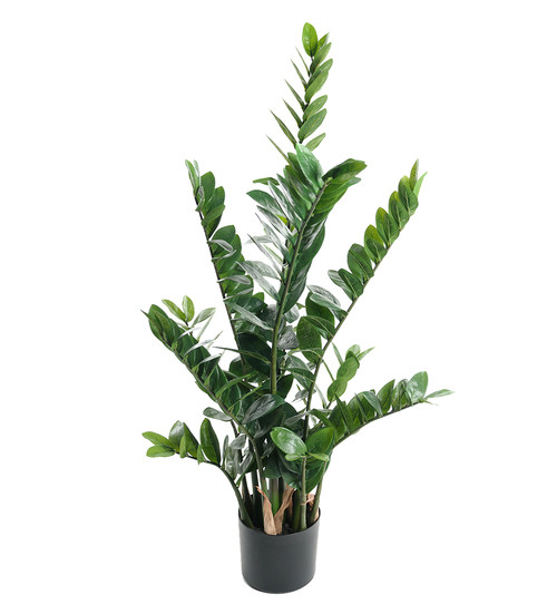 Zamifolia 110cm image