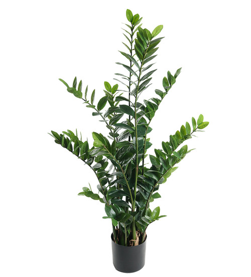 Zamifolia 130cm image